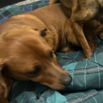 Chihuahua and Dachshund Dogs Available for Adoption in Wichita, Kansas - Woody Weener | PetCurious