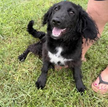 Harvey -  Boykin Spaniel and Black Labrador Retriever Dog for Adoption in Palm Springs, Florida - Harvey | PetCurious