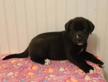 Great Dane Dogs Available for Adoption in Santa Clarita, California - Ruby | PetCurious