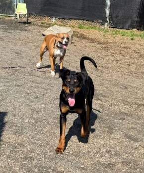 KC -  Doberman Pinscher Dog for Adoption in Randolph, Vermont - KC | PetCurious