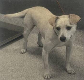 Parson Russell Terrier and Mixed Breed Dogs Available for Adoption in Daytona Beach, Florida - Pinto - 1 | PetCurious