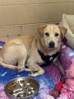 Tom -  Labrador Retriever and Mixed Breed Dog for Adoption in Carthage, Missouri - Tom | PetCurious
