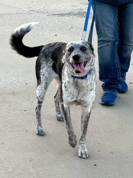 Oaklie -  Australian Cattle Dog Blue Heeler Dog for Adoption in Paso Robles, California - Oaklie | PetCurious