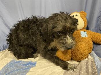 Poodle and Schnauzer Dogs Available for Adoption in Modesto, California - A608980 | PetCurious