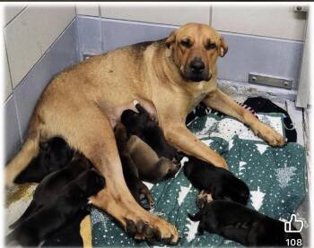 Emma  copy #3 -  Labrador Retriever and Terrier Dog for Adoption in Saugus, Massachusetts - Emma  Copy #3 | PetCurious