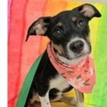 Taylor -  Terrier Dog for Adoption in Clearwater, Florida - Taylor | PetCurious