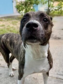 Atlas -  Pit Bull Terrier and Mixed Breed Dog for Adoption in Kansas City, Missouri - Atlas | PetCurious