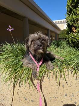 Duffy -  Cairn Terrier Dog for Adoption in Kingsburg, California - Duffy | PetCurious