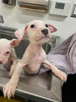 Pit Bull Terrier Dogs Available for Adoption in Baytown, Texas - PHALANGE | PetCurious