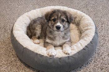 Flint -  Mixed Breed Dog Available for Adoption in Hot Springs, South Dakota - Flint | PetCurious
