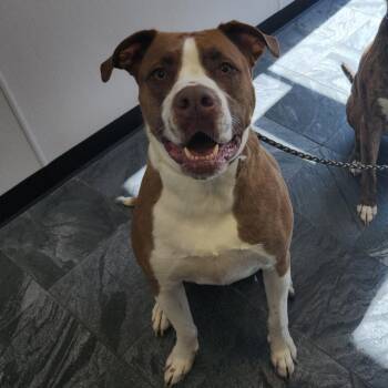 Koda -  Bullmastiff and Mixed Breed Dog for Adoption in Tampa, Florida - Koda | PetCurious