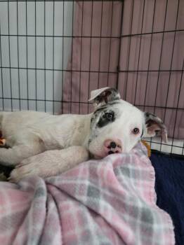 Great Dane and Catahoula Leopard Dog Dogs Available for Adoption - Brook | PetCurious