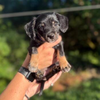 May -  Terrier and Mixed Breed Dog for Adoption in Newberg, Oregon - May | PetCurious