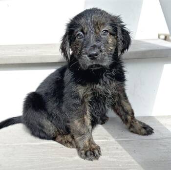 Beagle and Flat Coated Retriever Dogs Available for Adoption in Longview, Texas - Hillary | PetCurious