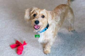 Wickett -  Dachshund and Mixed Breed Dog for Adoption in Kansas City, Missouri - Wickett | PetCurious