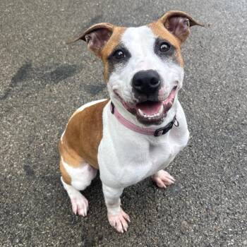 Louise -  Pit Bull Terrier and Mixed Breed Dog for Adoption in Waynesburg, Pennsylvania - Louise | PetCurious