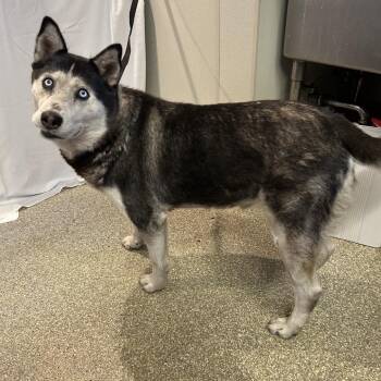 IVHS-Stray-140465 -  Husky Dog for Adoption in San Gabriel, California - IVHS-Stray-140465 | PetCurious