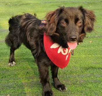 Didi -  Dachshund and Spaniel Dog for Adoption in Toronto, Ontario - Didi | PetCurious