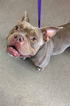 Pit Bull Terrier Dogs Available for Adoption in San Bernardino, California - IZZY | PetCurious