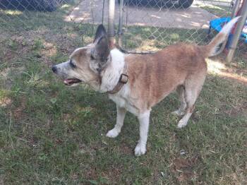 Ramsey -  Jack Russell Terrier Dog for Adoption in Noble, Oklahoma - Ramsey | PetCurious