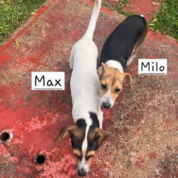 Milo -  Beagle and Jack Russell Terrier Dog for Adoption in Helena, Alabama - Milo | PetCurious