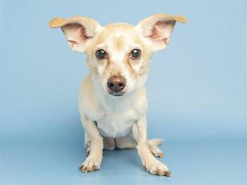 SHY SHY -  Dachshund and Chihuahua Dog for Adoption in Phoenix, Arizona - SHY SHY | PetCurious