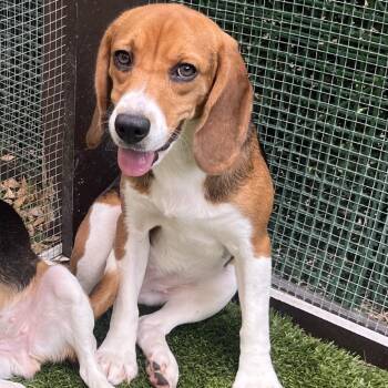 Chicken Nugget 9416 -  Beagle Dog for Adoption in Loxahatchee Groves, Florida - Chicken Nugget 9416 | PetCurious