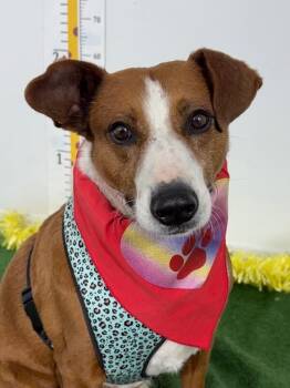 Nacho-One of our Amazing Rescue Dogs -  Foxhound and Basenji Dog for Adoption in Carlsbad, California - Nacho-One Of Our Amazing Rescue Dogs | PetCurious
