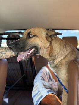 Rescue Belgian Shepherd Malinois Dogs for Adoption in Imlay City, Michigan - Dale - Located In FL | PetCurious