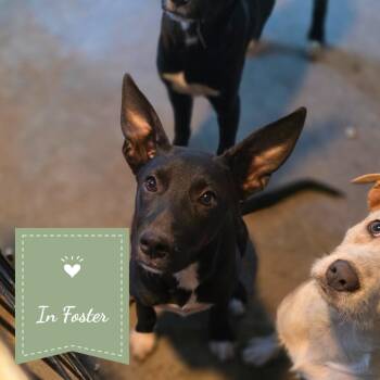 Turkey -  Shepherd and Border Collie Dog for Adoption in Chico, California - Turkey | PetCurious