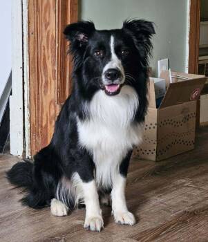 Spud -  Border Collie Dog for Adoption - Spud | PetCurious