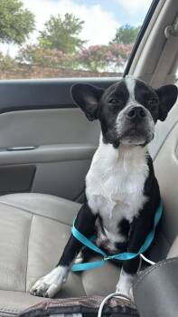 Gus -  Boston Terrier Dog for Adoption in Van Vleck, Texas - Gus | PetCurious