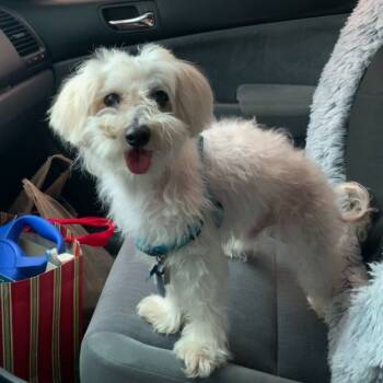 Rescue Yorkshire Terrier and Poodle Dogs for Adoption in Houston, Texas - King Archie | PetCurious