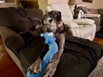 Rescue Great Dane Dogs for Adoption in Bullard, Texas - Bambi | PetCurious