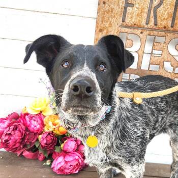 Ash -  Australian Cattle Dog Blue Heeler and Mixed Breed Dog for Adoption in Prescott, Arizona - Ash | PetCurious
