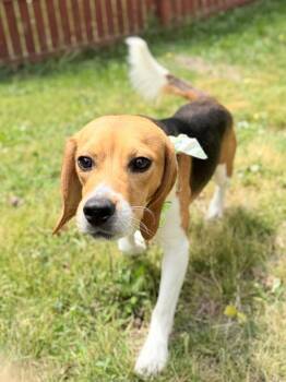 Multigrain -  Mixed Breed Dog for Adoption in Menomonie, Wisconsin - Multigrain | PetCurious