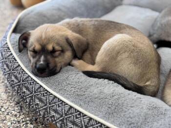 Tragen -  Husky and Siberian Husky Dog for Adoption in Hackensack, Minnesota - Tragen | PetCurious