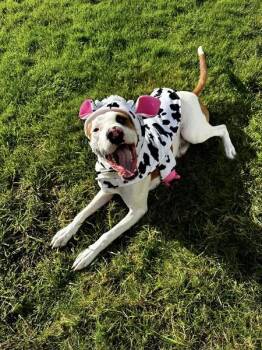 Rescue Mixed Breed Dogs for Adoption in Rochester, Washington - Carter | PetCurious