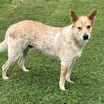 Knox -  Australian Cattle Dog Blue Heeler Dog for Adoption in Elkton, Michigan - Knox | PetCurious