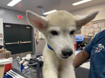 A1926780 -  Siberian Husky and Mixed Breed Dog for Adoption in Thousand Palms, California - A1926780 | PetCurious