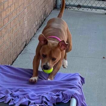 Sahara -  Mixed Breed Dog for Adoption in Dearborn, Michigan - Sahara | PetCurious