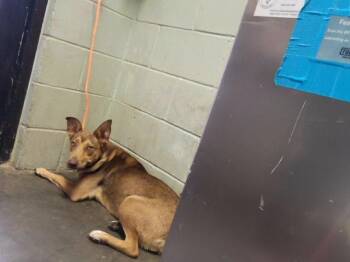 MELLY -  German Shepherd Dog and Mixed Breed Dog for Adoption in Tulsa, Oklahoma - MELLY | PetCurious