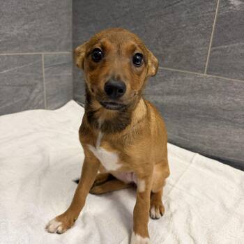 Emu -  Mixed Breed Dog for Adoption in Cooperstown, New York - Emu | PetCurious