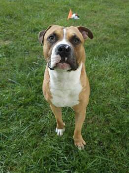 Rescue Pit Bull Terrier Dogs for Adoption in Pleasant Ridge, Michigan - Sailor | PetCurious