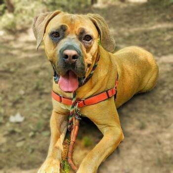 Queen -  Mastiff Dog for Adoption in Aldie, Virginia - Queen | PetCurious