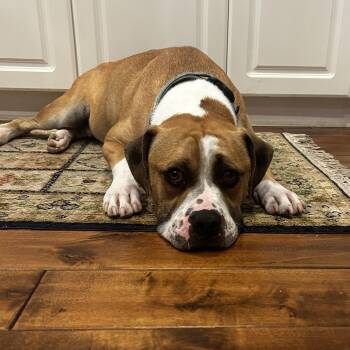 Chester -  Boxer and Mixed Breed Dog for Adoption in Rock Hill, South Carolina - Chester | PetCurious