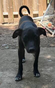 Rex -  Chihuahua and Italian Greyhound Dog for Adoption in Clinton, Wisconsin - Rex | PetCurious