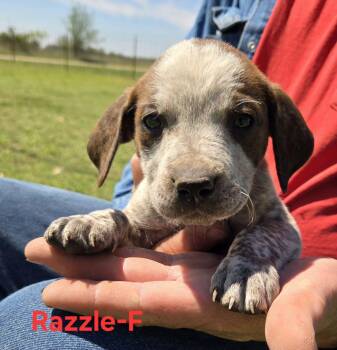 Cattle Dog Dogs Available for Adoption in Palos Heights, Illinois - Razzle | PetCurious