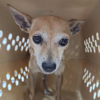 Gaia -  Mixed Breed Dog for Adoption in Leander, Texas - Gaia | PetCurious