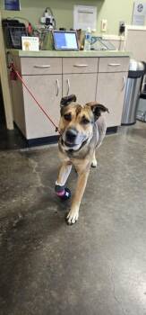 Shepherd and Pit Bull Terrier Dogs Available for Adoption in Rockwall, Texas - Found Stray: Buddy | PetCurious